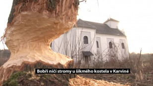 Bobři ničí statné stromy u šikmého kostela v Karviné-Dolech