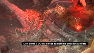 Den Země v DDM se letos zaměřil na posvátná zvířata