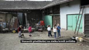 Stonavští předškoláci na statku krmili zvířátka