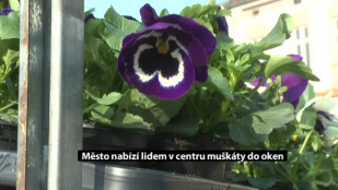 Město Nový Jičín nabízí lidem v centru muškáty do oken