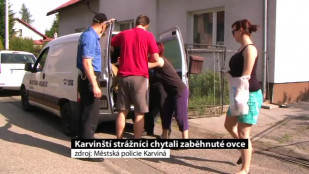 Karvinští strážníci chytali zaběhnuté ovce