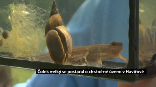 Čolek velký se postaral o chráněné území v Havířově