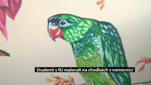 Studenti Educy v Novém Jičíně malovali na chodbách v nemocnici