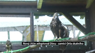 Nový Jičín adoptoval Dinu - samici Orla skalního