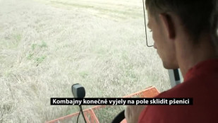 Kombajny konečně vyjely na pole sklidit pšenici