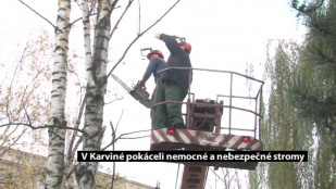 V Karviné pokáceli nemocné a nebezpečné stromy