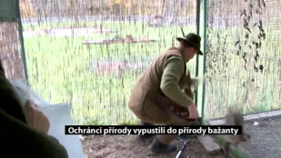 Ochránci přírody vypustili s dětmi do přírody bažanty