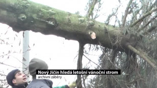 Nový Jičín hledá letošní vánoční strom