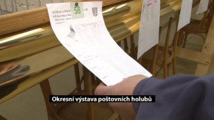 Okresní výstava poštovních holubů