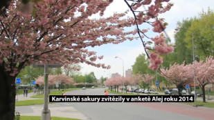 Karvinské sakury zvítězily v anketě Alej roku 2014