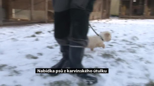 Lednová nabídka psů z karvinského útulku