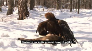 Unikátní lov zvěře pomocí dravých ptáků