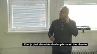 Kiwi je plné vitamínů a lze ho pěstovat i bez chemie