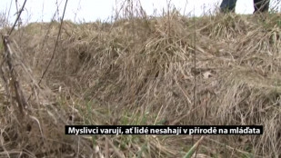 Myslivci apelují, ať lidé nesahají na narozená mláďata