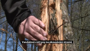 Vandalové cvičí psy na okousávání stromů