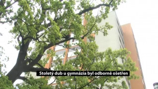 Stoletý dub u gymnázia byl odborně ošetřen