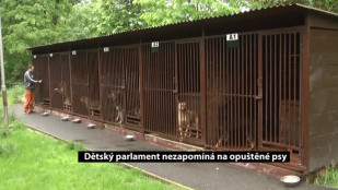 Dětský parlament nezapomíná na opuštěné psy