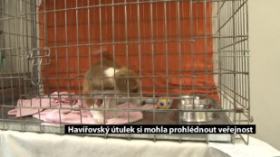 Útulek Max si mohla prohlédnout opět veřejnost