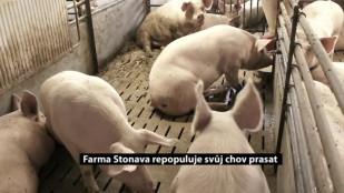 Farma Stonava repopuluje svůj chov prasat