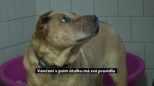 Venčení v karvinském psím útulku má svá pravidla