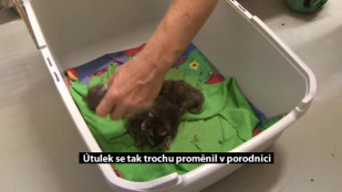 Útulek se tak trochu proměnil v porodnici