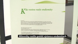 Milovníky rostlin potěší výstava o endemitech