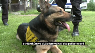 Strážníkům ve službě pomáhají dva psí kolegové