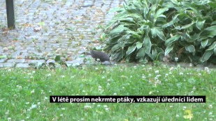 V létě prosím nekrmte ptáky, vzkazují úředníci lidem