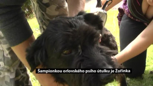 Šampionkou orlovského psího útulku je Žofinka