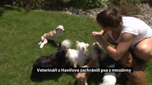 Veterináři zachránili dalšího psa z množírny