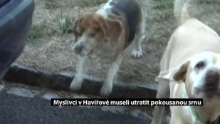 Myslivci v Havířově museli utratit pokousanou srnu