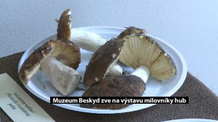 Muzeum Beskyd zve na výstavu milovníky hub