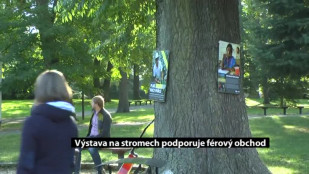 Výstava na stromech podporuje férový obchod