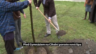 Před Gymnáziem na Cihelní poroste nová lípa