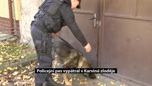 Policejní pes Kiss vystopoval v Karviné zloděje