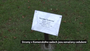 Stromy v Komenského sadech jsou označeny cedulemi