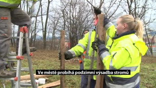 Ve městě probíhá podzimní výsadba stromů