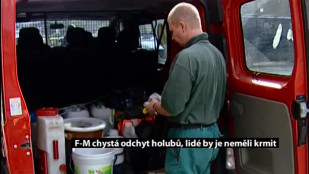 F-M chystá odchyt holubů, lidé by je neměli krmit