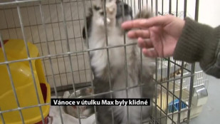 Vánoce v útulku Max byly letos klidné