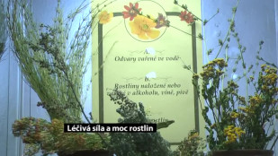 Léčivá síla a moc rostlin