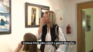 Výstava Včely jako vášeň v galerii Maryčka