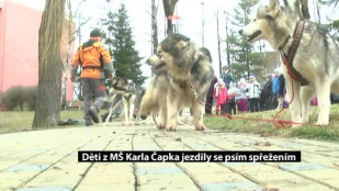 Děti z MŠ Karla Čapka jezdily se psím spřežením