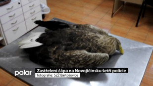 Zastřelení čápa na Novojičínsku šetří policie