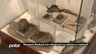 Muzeum Beskyd zve na výstavu o vydrách