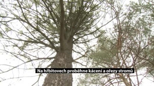 Na hřbitovech proběhne kácení a ořezy stromů