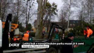 Letitý buk v novojičínském parku musel jít k zemi