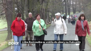 Liška Bystrouška se vrátila do obory na Hukvaldy