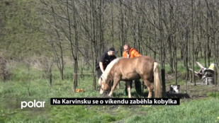 Na Karvinsku se o víkendu zaběhla kobylka