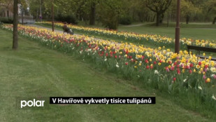 V Havířově vykvetly tisíce tulipánů