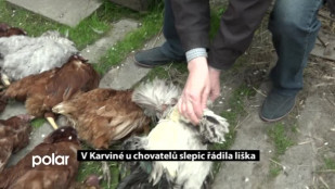 V Karviné u chovatelů slepic řádila liška